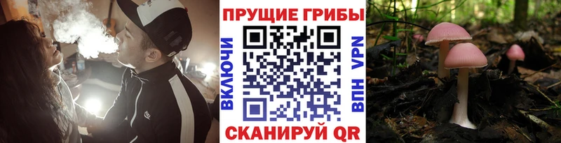 Псилоцибиновые грибы MAGIC MUSHROOMS дарк нет клад Железногорск-Илимский
